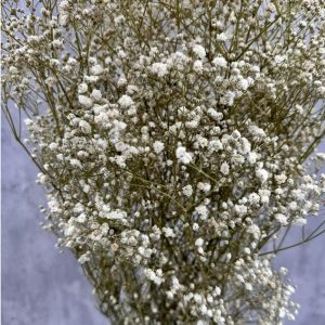 Paniculata Blanca Preservada