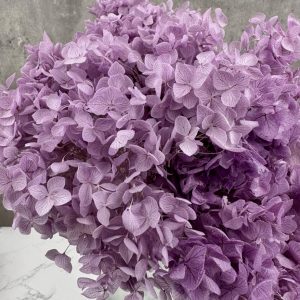 Hortensia Morada Preservada -