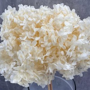 Hortensia Blanca Preservada - Belleza Atemporal y Elegancia Natural