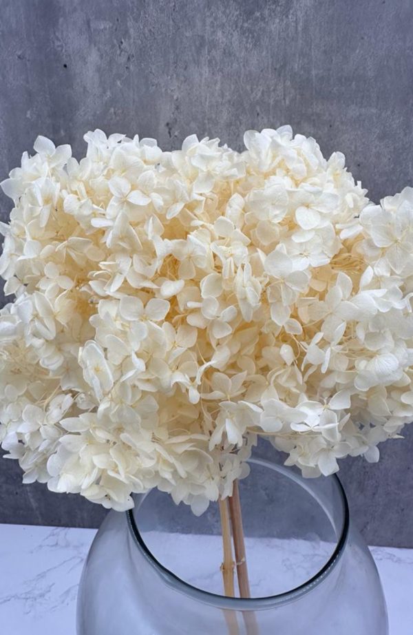 Hortensia Blanca Preservada - Belleza Atemporal y Elegancia Natural