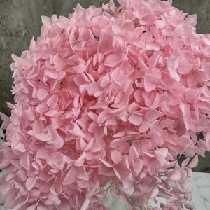 Hortensia Rosa Preservada