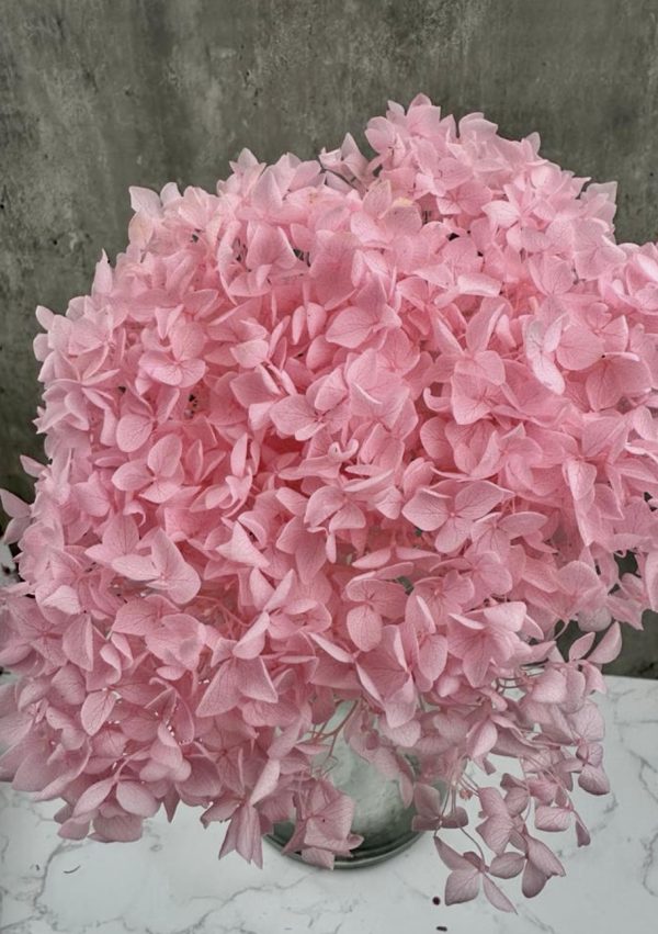 Hortensia Rosa Preservada