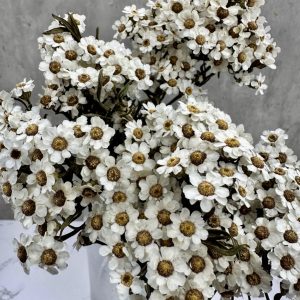 Margarita Blanca Preservada