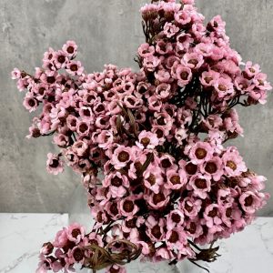 Margarita Rosa Preservada