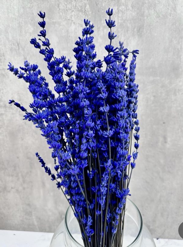 Lavanda Azul  Preservadas