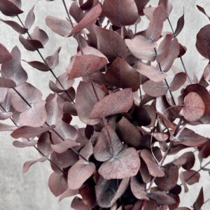 Eucalipto Cinerea Rojo Preservado -