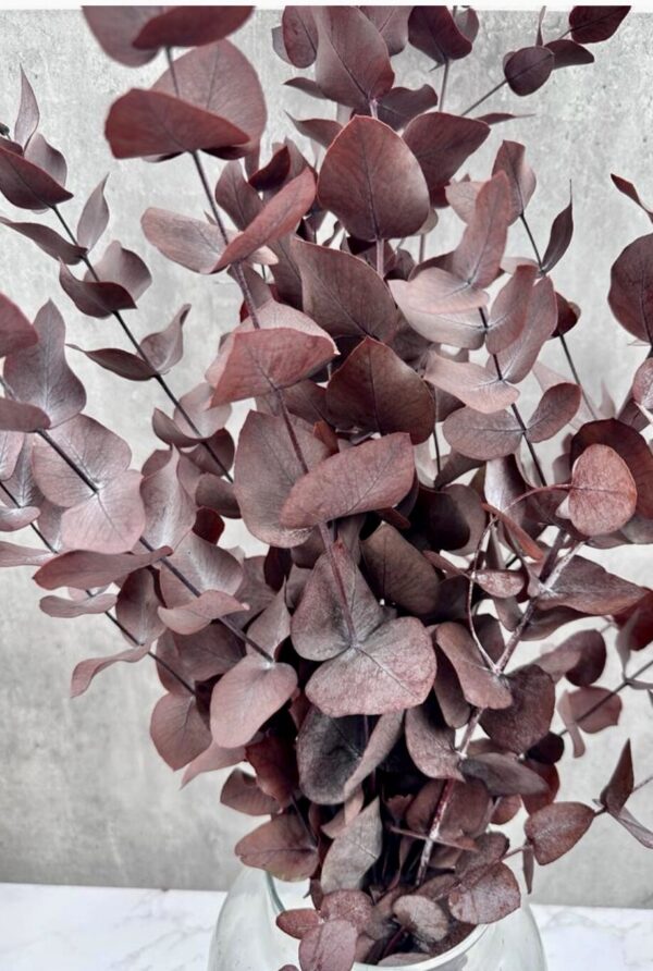 Eucalipto Cinerea Rojo Preservado -