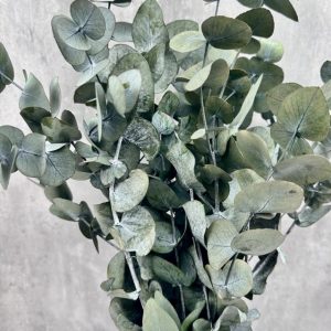 Eucalipto Cinerea PRESERVADO Verde