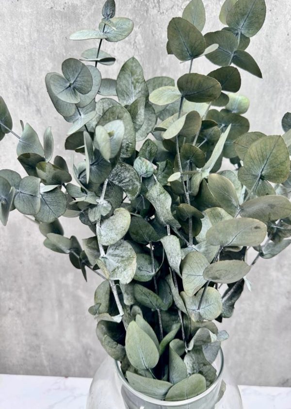 Eucalipto Cinerea PRESERVADO Verde