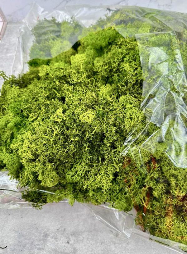 Musgo Finlandés Verde Preservado. (tarrina 250)