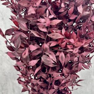 Ruscus Rojo Preservado
