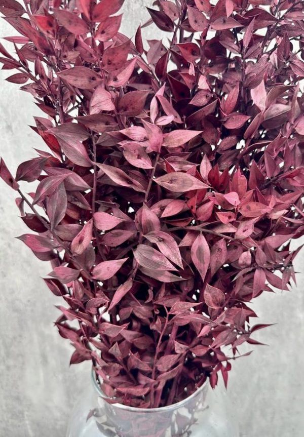 Ruscus Rojo Preservado