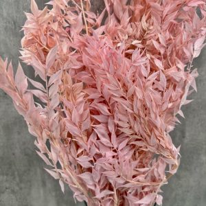 Ruscus Rosa Preservado