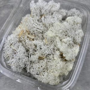 Musgo Finlandés Blanco Preservado (tarrina 250 gr)