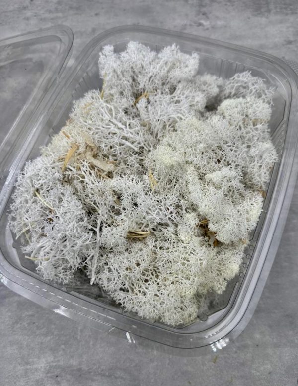 Musgo Finlandés Blanco Preservado (tarrina 250 gr)