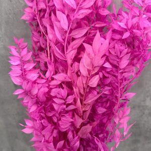 Ruscus Lila Preservado