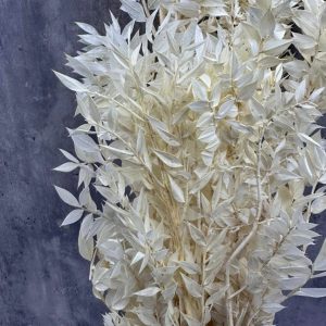 Ruscus Blanco Preservado