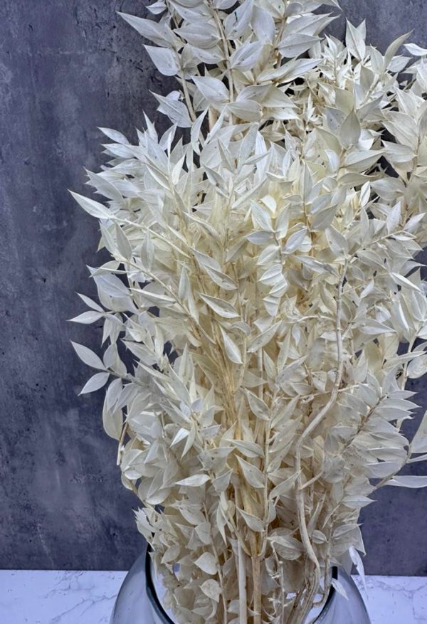 Ruscus Blanco Preservado