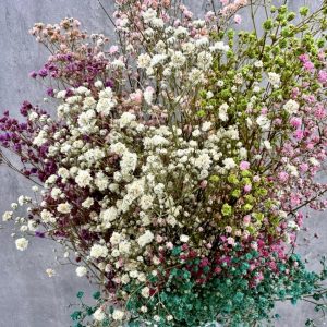 Paniculata Mix Preservado
