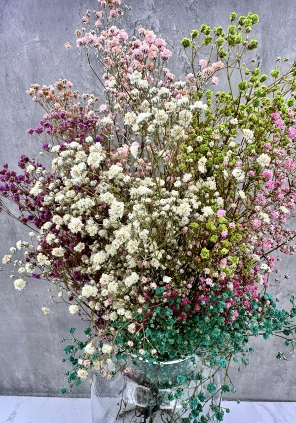 Paniculata Mix Preservado
