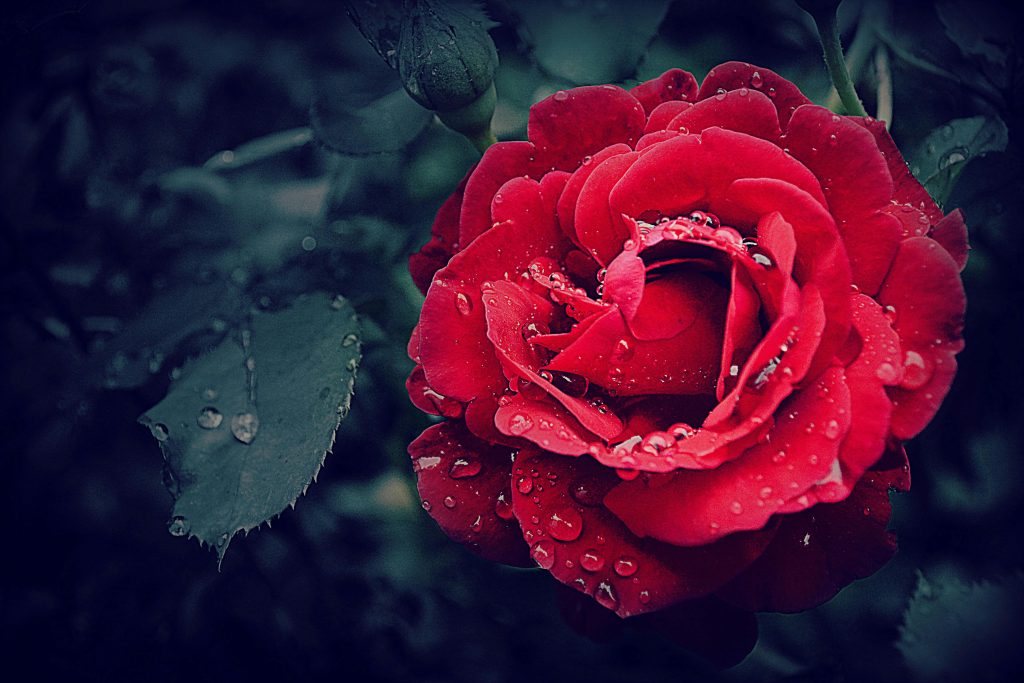 ROSAS ROJAS: Un viaje a través de la pasión y el simbolismo
