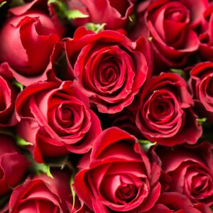 Ramo de Rosas rojas